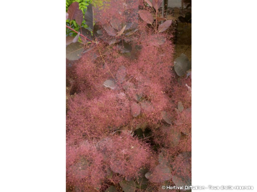 arbre a perruque grace