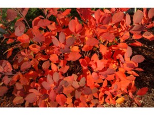 arbre a perruque grace