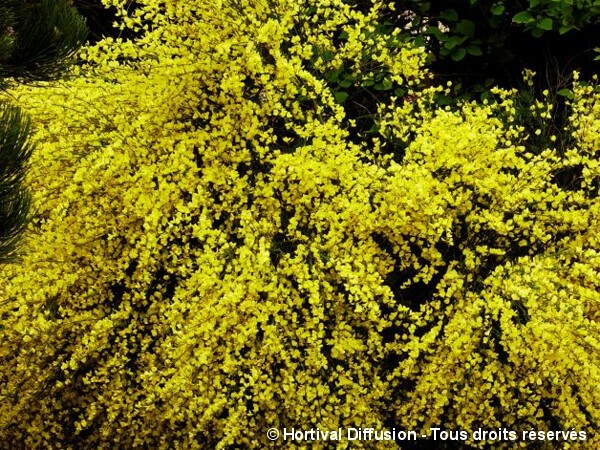 Genêt précoce jaune Allgold