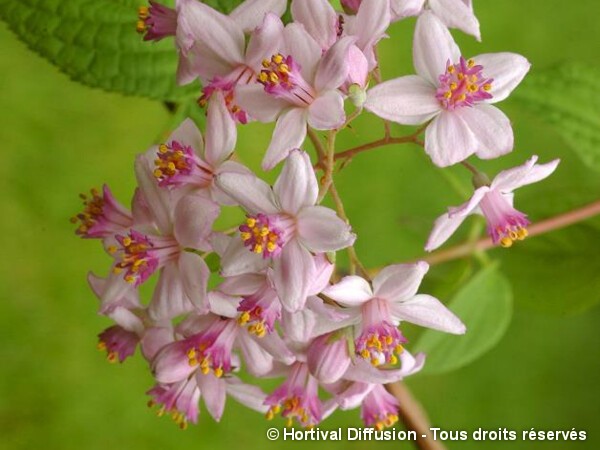 Deutzia hybride Mont Rose