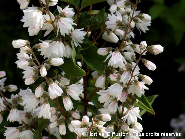 Deutzia scabre Pride of Rochester