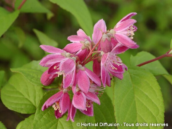 Deutzia Tourbillon Rouge = Strawberry Fields ; Magicien