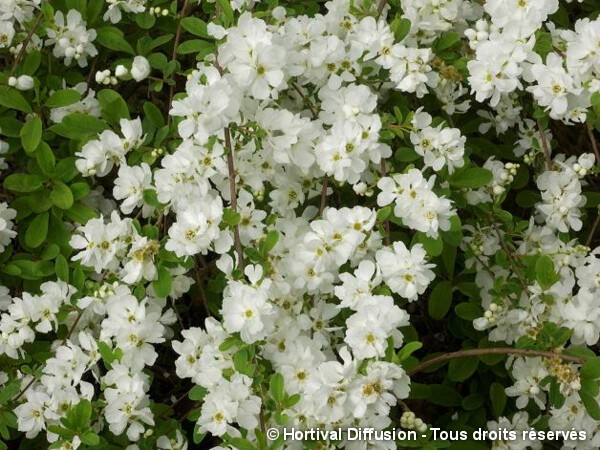 Arbuste aux perles The Bride