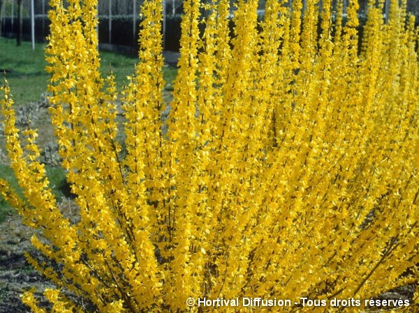 Forsythia Lynwood