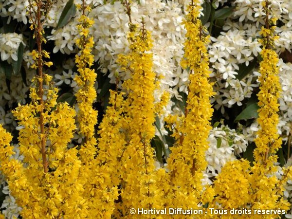 Forsythia MIKADOR®