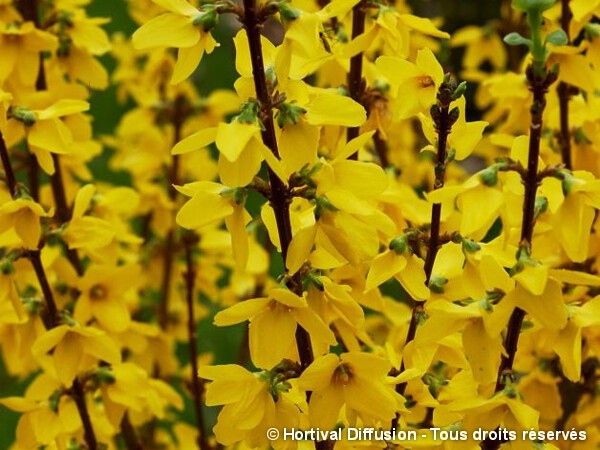 Forsythia Mindor