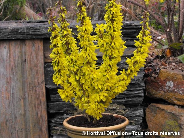 Forsythia Nimbus