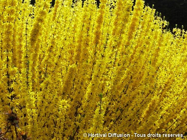 Forsythia WEEK END®