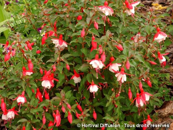 Fuchsia Alice Hoffmann