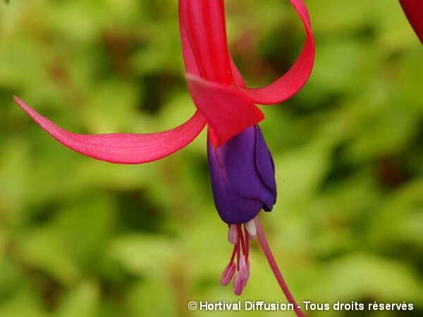 Fuchsia Genii = Jeanne