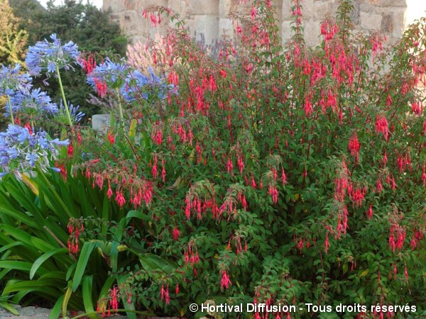 Fuchsia Riccartonii