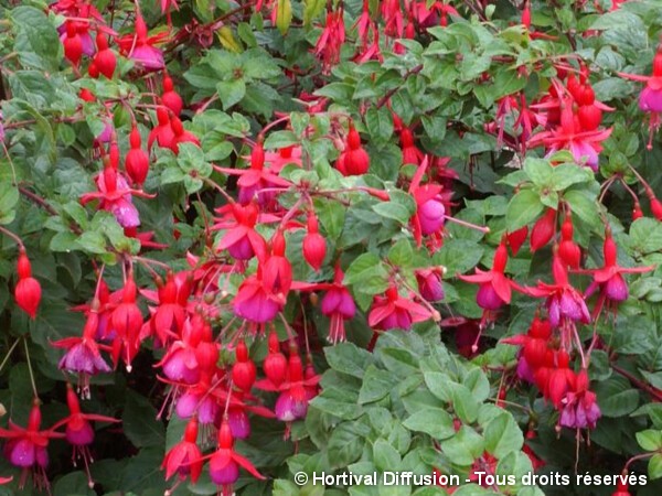 Fuchsia Tom Pouce=Tom Thumb