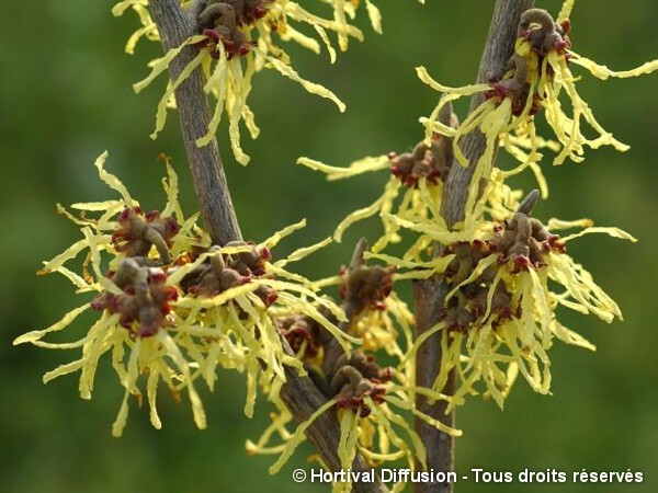 Hamamelis, noisetier des sorcières