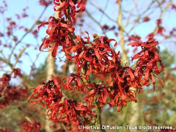 Hamamelis, noisetier des sorcières Ruby Glow