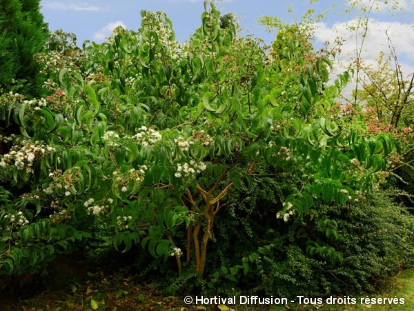 Arbre aux sept fleurs TIANSHAN®