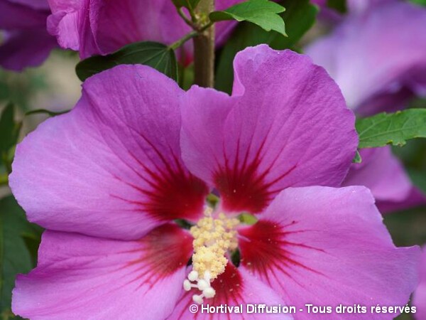 Hibiscus RUSSIAN VIOLET® II, Althéa