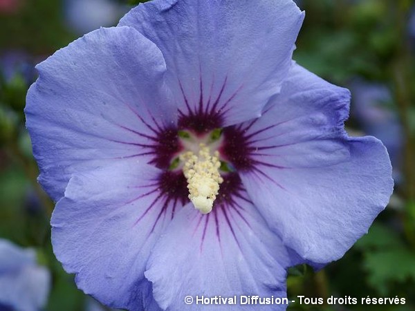 Hibiscus SUP'BLUE®, Althéa
