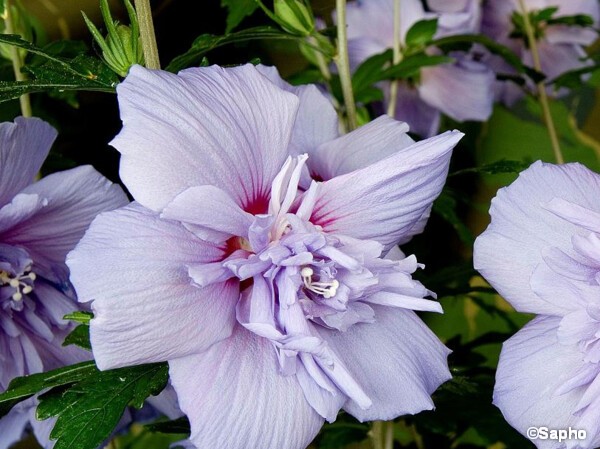 Hibiscus Blue Chiffon, Althéa