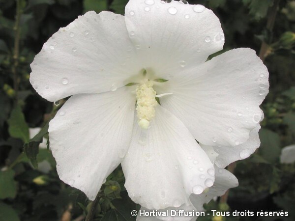 Hibiscus Eléonore, Althéa