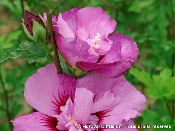 Hibiscus ERUPTION®, Althéa