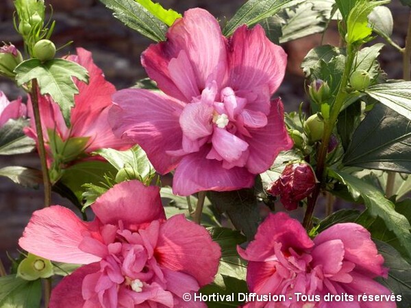 Hibiscus Freedom, Althéa