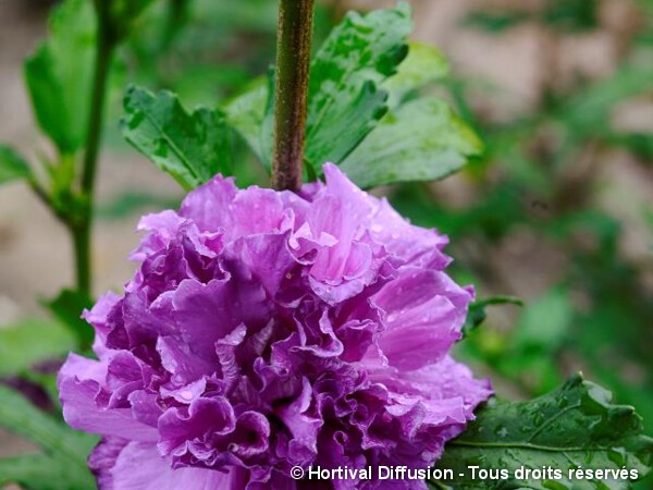 Hibiscus FRENCH CABARET® PURPLE, Althéa