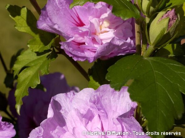 Hibiscus Lavander Chiffon, Althéa