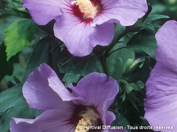 Hibiscus Marina, Althéa