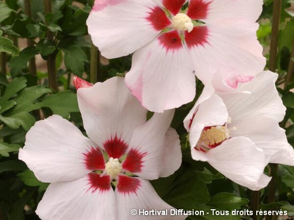 Hibiscus Mathilde, Althéa