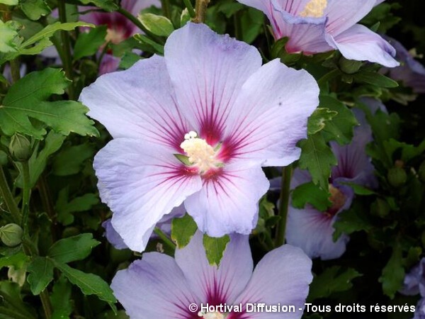 Hibiscus Oiseau Bleu, Althéa