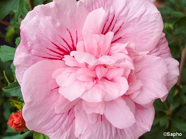 Hibiscus Pink Chiffon, Althéa