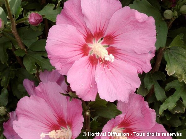 Hibiscus PINK GIANT®, Althéa