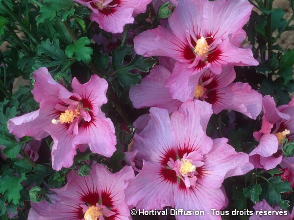 Hibiscus ROSALBANE®, Althéa