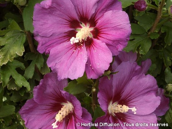 Hibiscus RUSSIAN VIOLET®, Althéa
