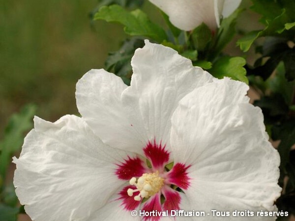 Hibiscus SUP'HEART®, Althéa