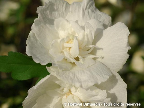 Hibiscus White Chiffon, Althéa