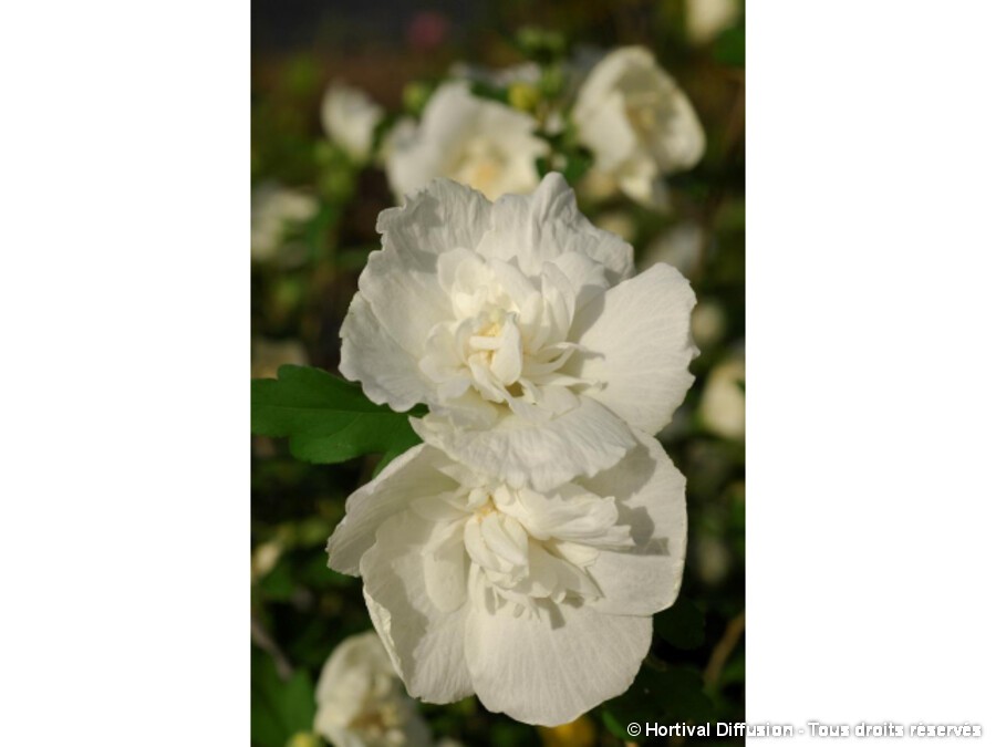 洋書 La floraison des philosophes syriaques 洋書 La floraison des philosophes syriaques La floraison des
