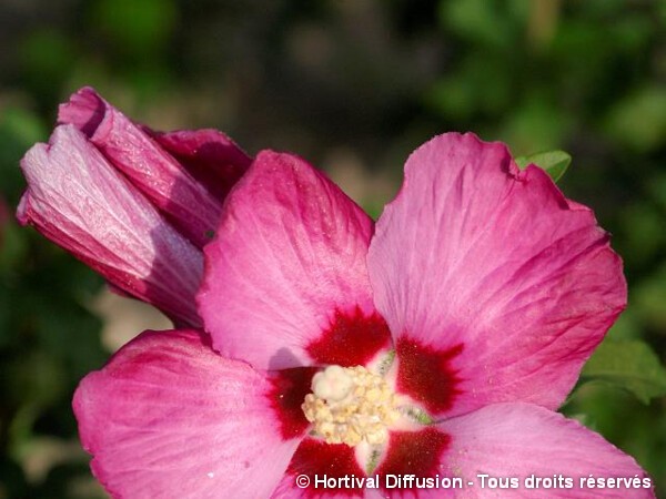Hibiscus Woodbridge, Althéa