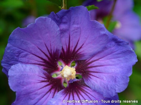 Hibiscus ULTRAMARINE® II, Althéa
