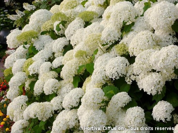 Hortensia arbustif Annabelle