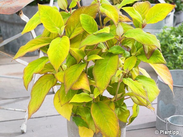 Hortensia arbustif GOLDRUSH®