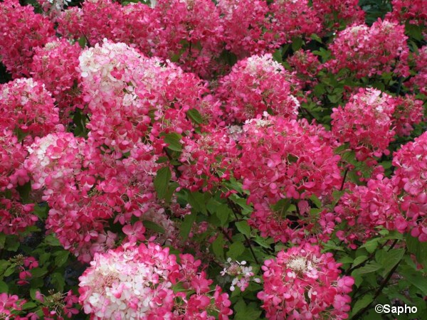 Hortensia paniculé DIAMANT ROUGE®