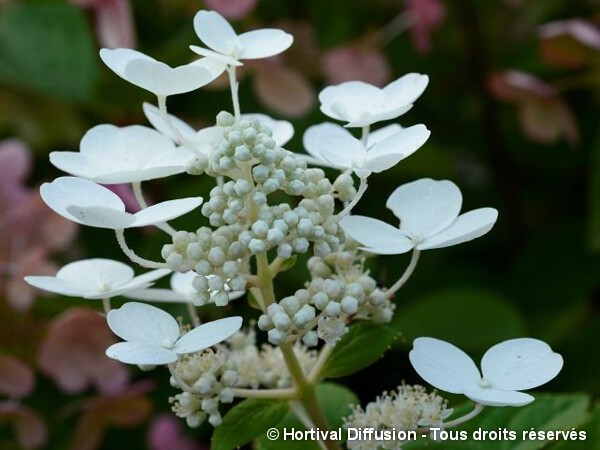 Hortensia paniculé Early Sensation