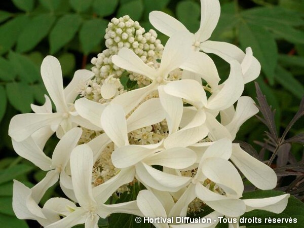 Hortensia paniculé GREAT STAR®