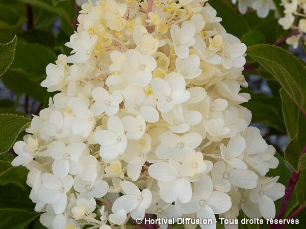 Hortensia paniculé Silver Dollar