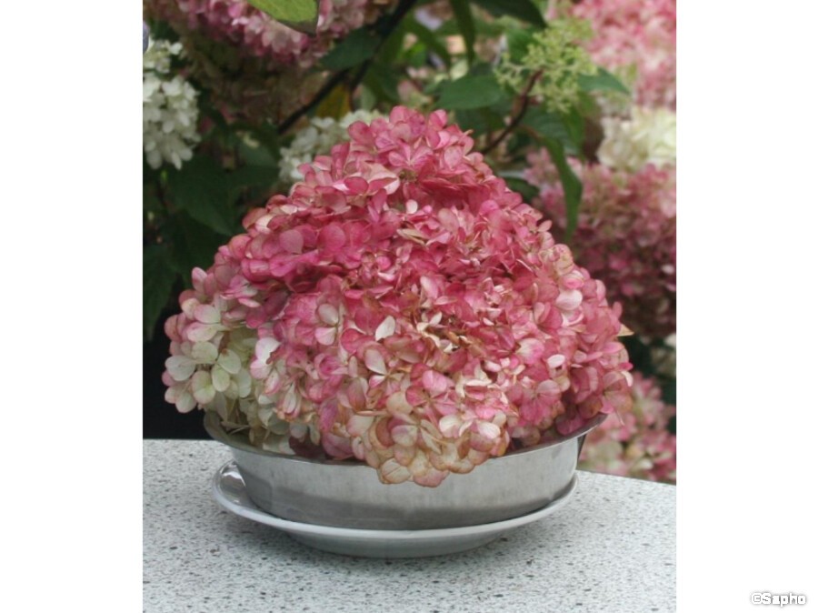HYDRANGEA Paniculata VANILLE FRAISE (R) 'Renhy' Cov | Minier