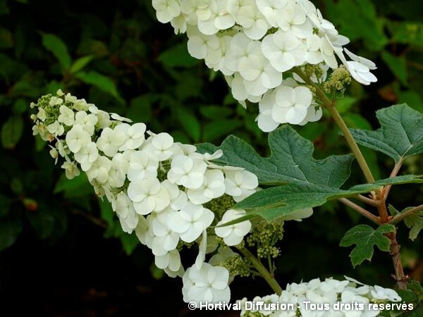 Hortensia à feuilles de chêne Applause