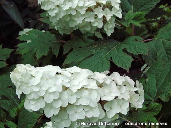 Hortensia à feuilles de chêne Snow Queen