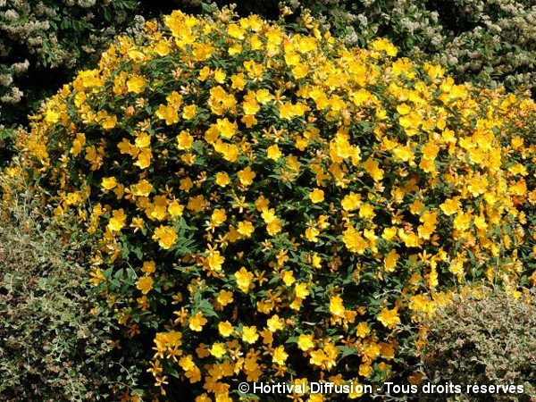 Millepertuis de Hidcote