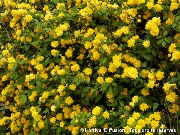 Corète du Japon Pleniflora